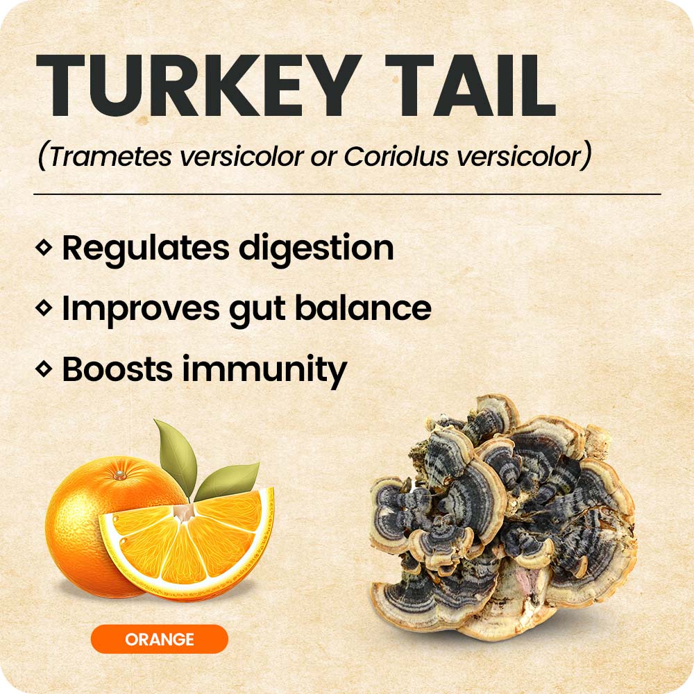 Mushroom Infused Toothpicks - Turkey Tail (3 Pack)